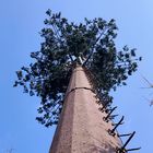 Baum-Tarnungs-Zellturm der Kokosnuss-30m/S für im Freien