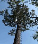 25m ragen 30m getarnte breitblättriger Ficus-Monopole Telekommunikation heißes eingetaucht galvanisiert hoch