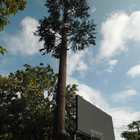 Künstliche Palme-Tarnungs-Telekommunikation ragen bewegliches Monopole bionisches Baum Wifi-Signal hoch
